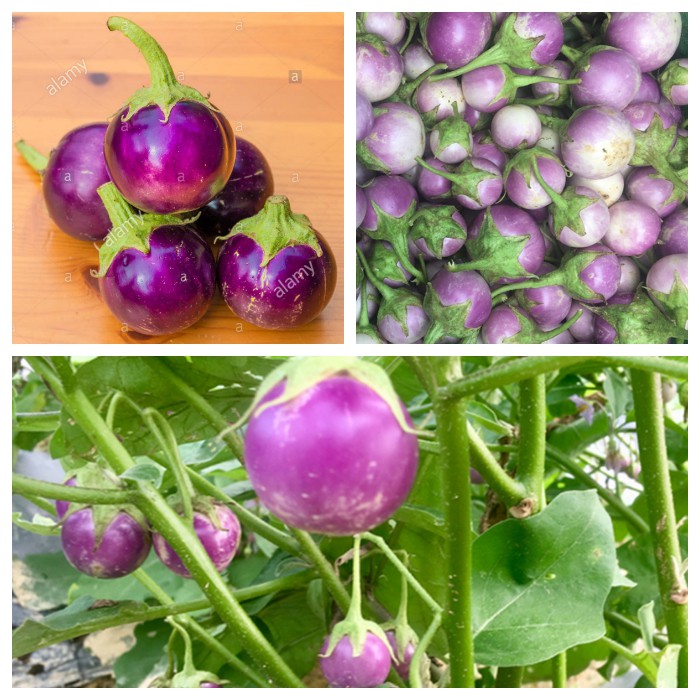 Hạt Giống Cà Pháo Tím cao sản - gói 2gram( 400 hạt)