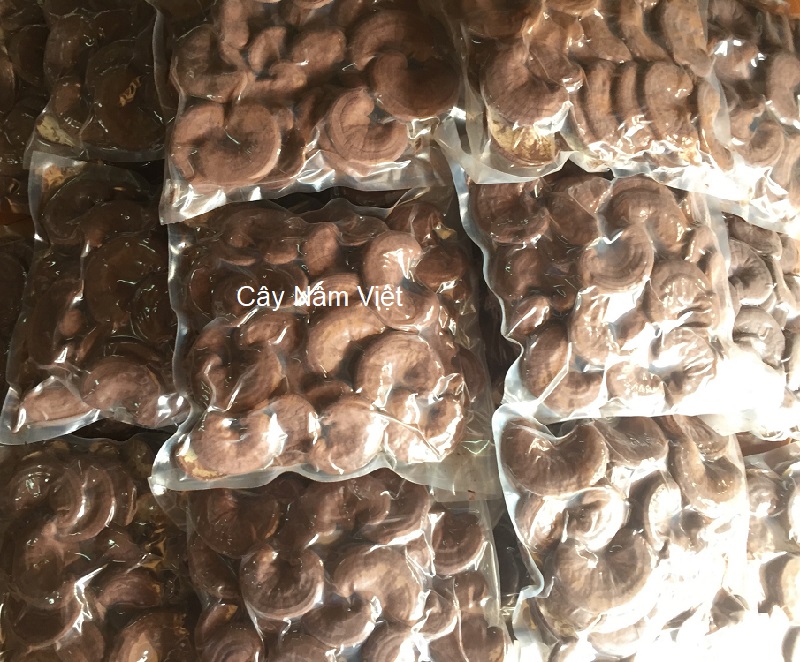 Nấm linh chi đỏ CNV 500g loại thường (Xích chi Việt Nam)