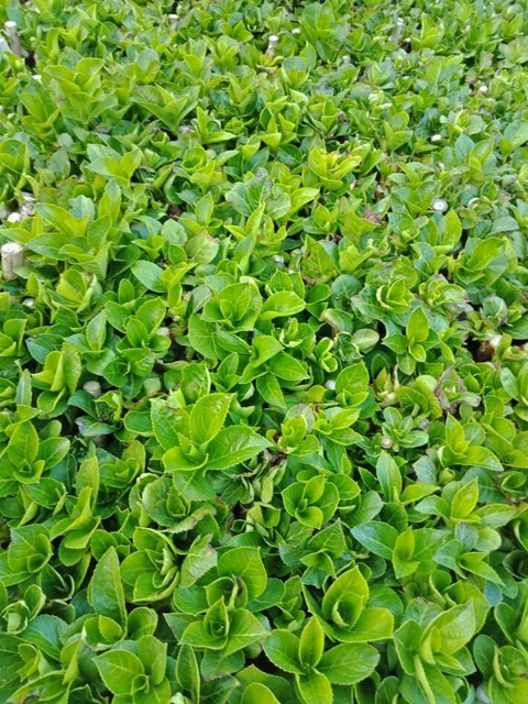 CÂY GIỐNG CẨM TÚ CẦU