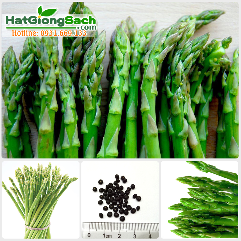 Hạt giống Măng Tây Mỹ - 0.5gr/gói