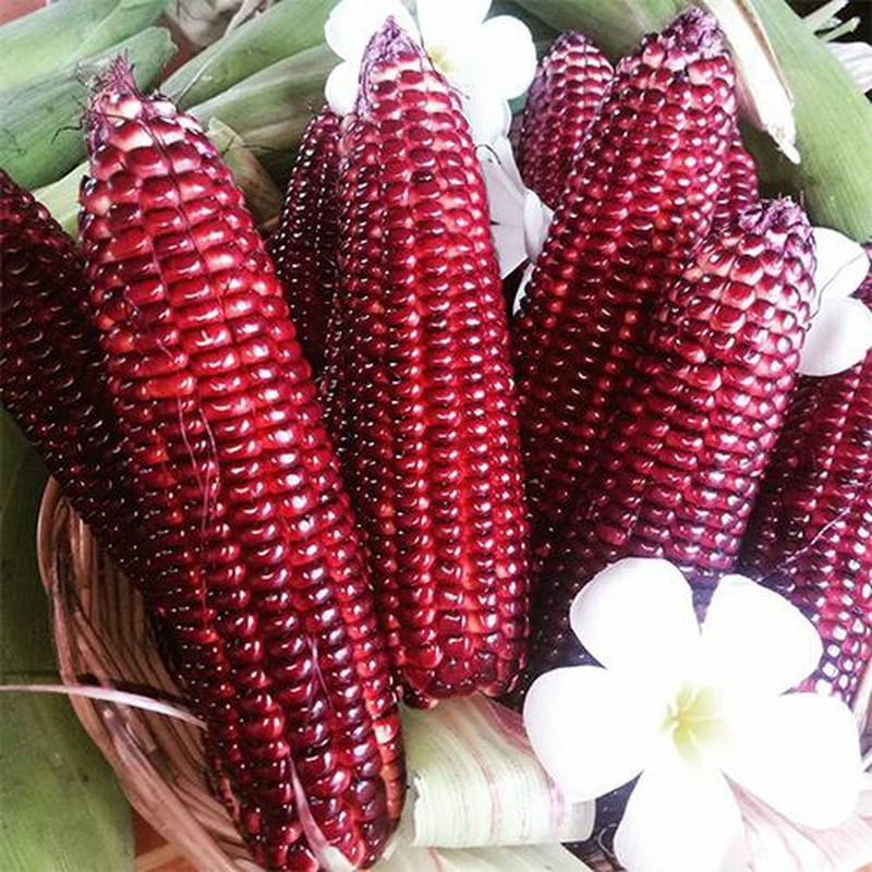 Hạt giống ngô nếp tím ( bắp nếp tím ) - Gói 5gram