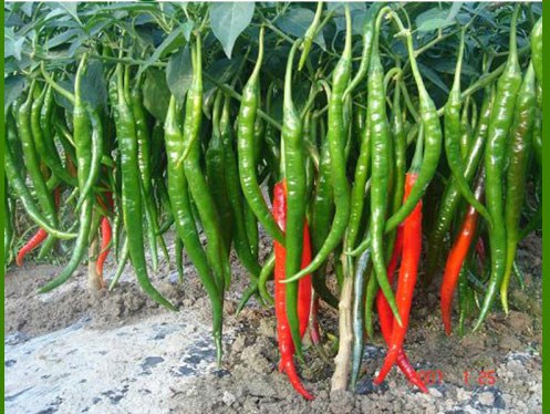 [Lấy mã giảm thêm 30%] Gói Hạt Giống Ớt Hàn Quốc