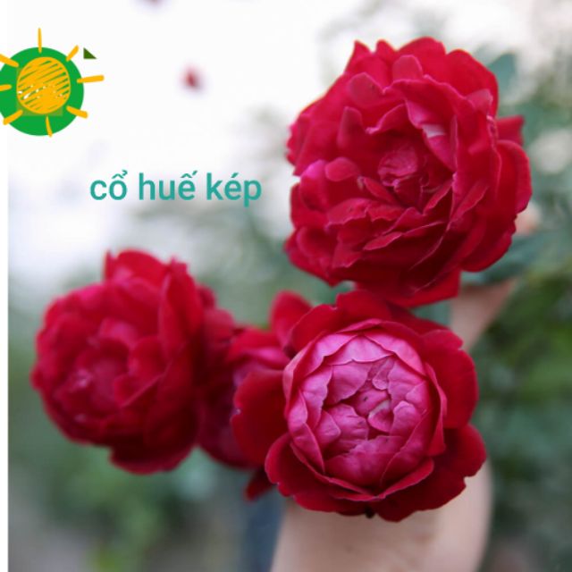 Com bo 250k 10 cành chiết 10 màu khác n