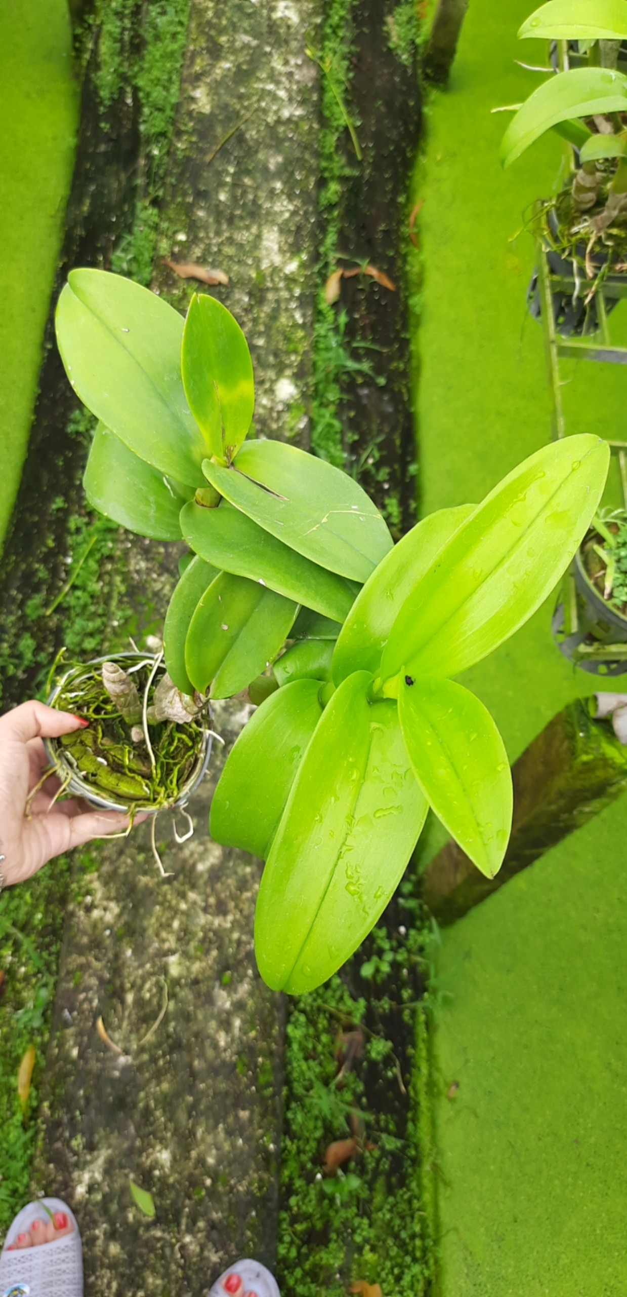 Denro Phượng Hoàng Lửa/Đỏ lưng vàng F12