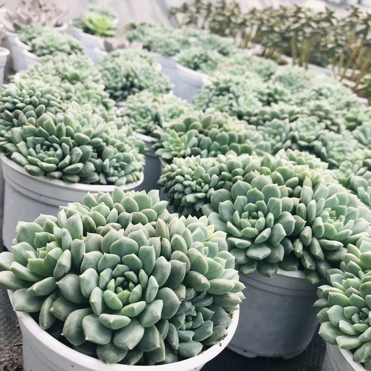 SEN ĐÁ NHÍM XANH SIZE TRUNG BÌNH LỖI 1 ĐỔI 1