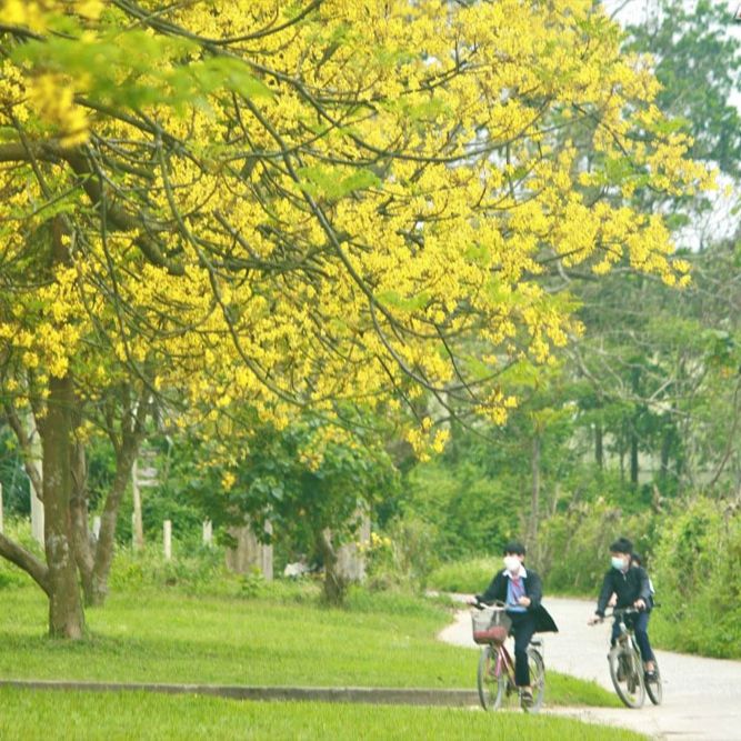 Giống Cây Lim Xẹt, Cây Phượng Vàng