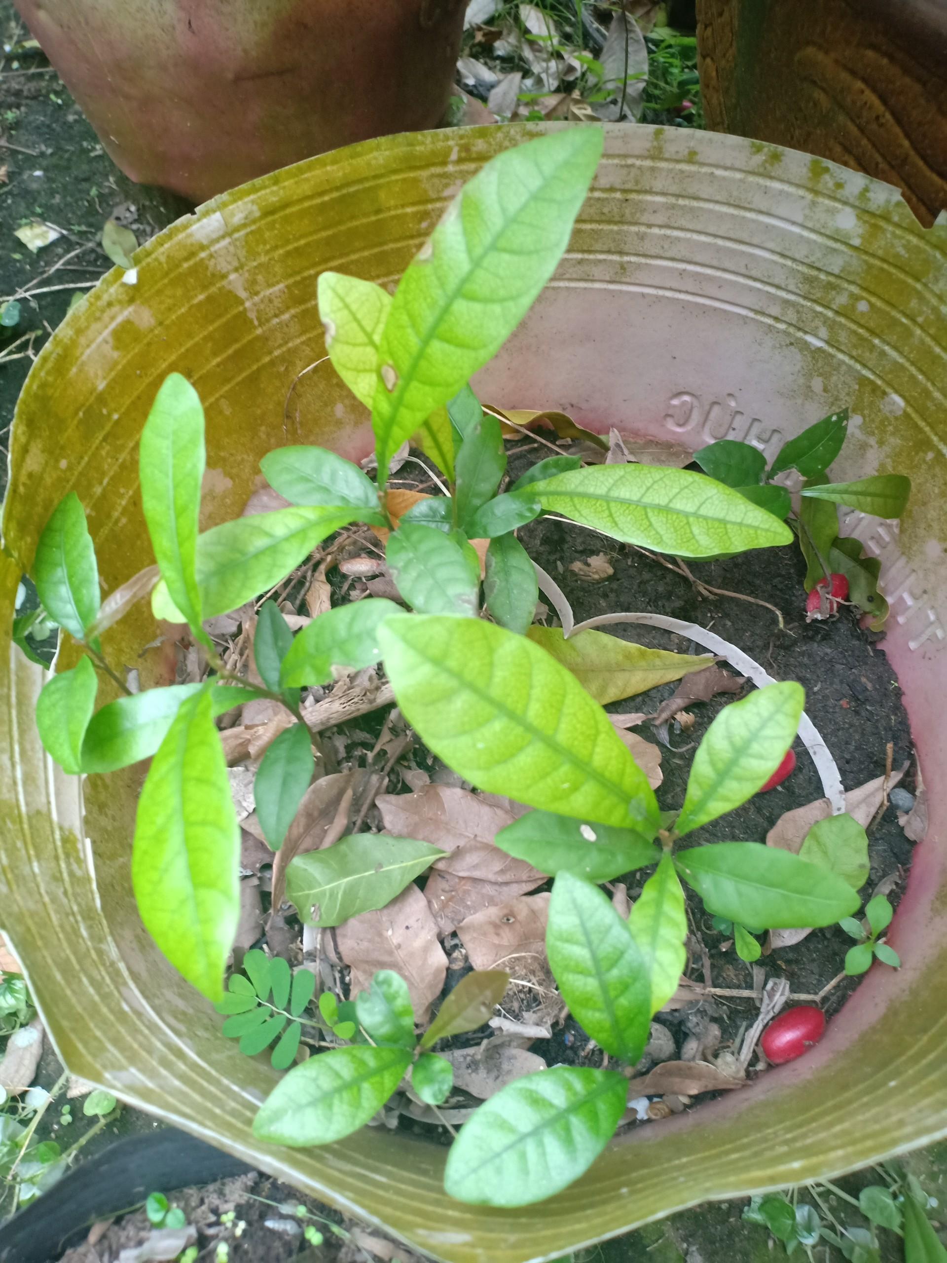 cây thần kỳ 10cm