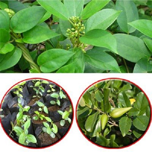 combo 3 cây thìa canh giống - 5670