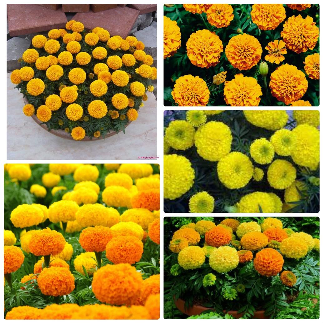 Hạt giống hoa Cúc Vạn Thọ Mỹ Lùn nhiều màu - 1 gói 50 hạt