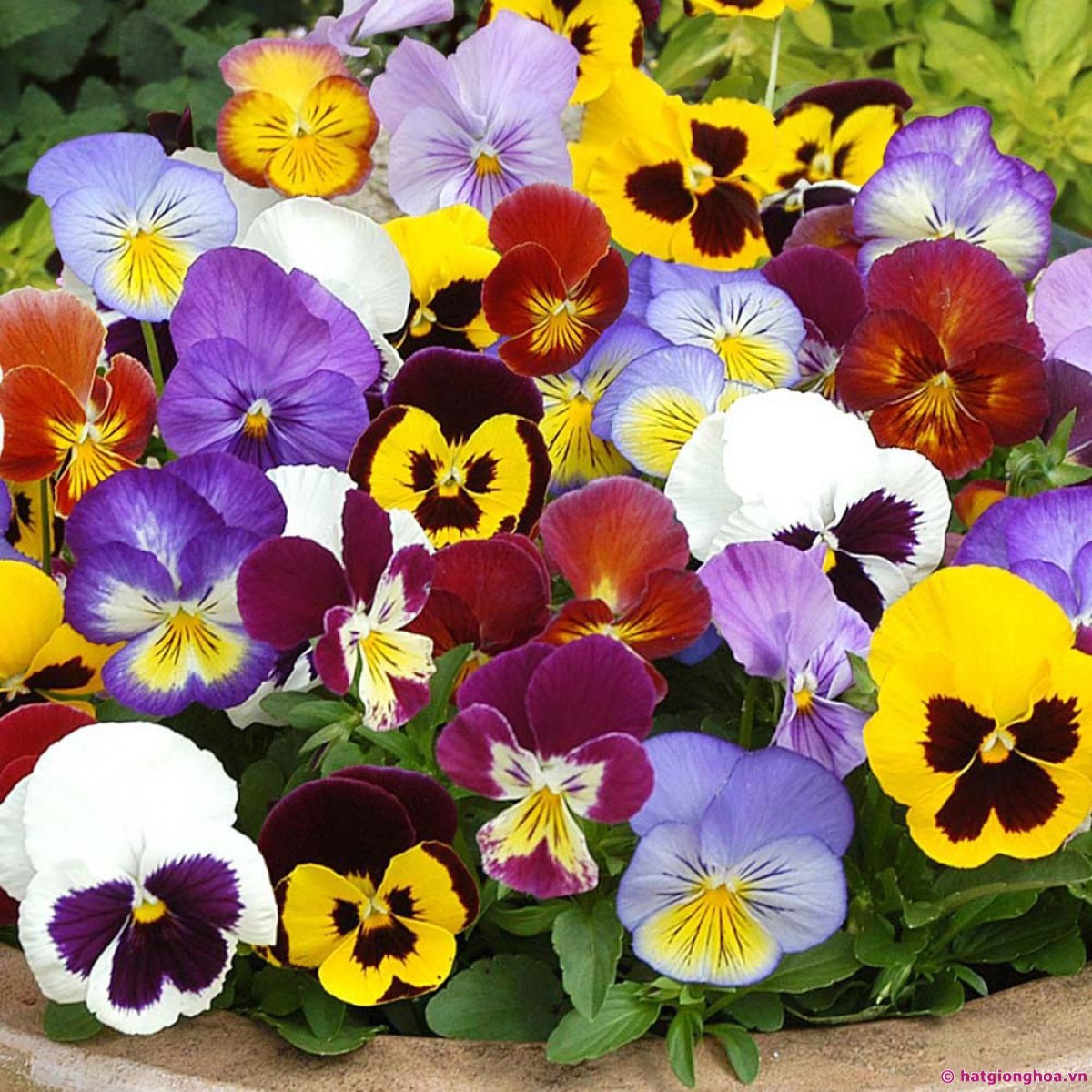 Hạt giống hoa Păng xê Mix - hoa Pansy nhiều màu - Hoa Bướm đa sắc PSV199 | Phởms Market