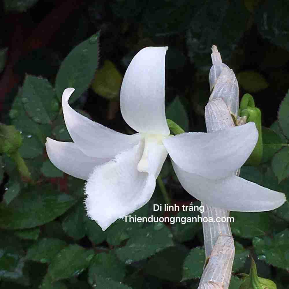 Hoa lan giả hạc di linh trắng gieo hạt VN004