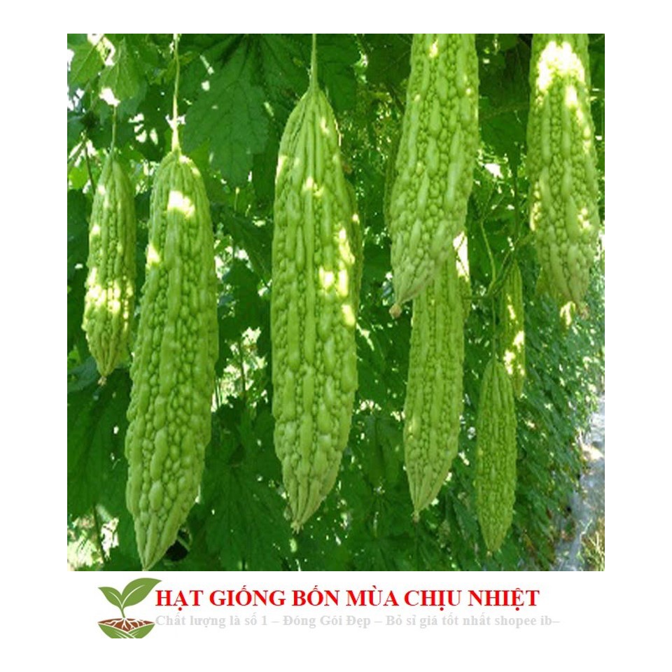 Mj34c hạt giông mướp đắng 5 hạt