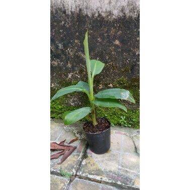 Cây giống chuối già Laba(thuần xứ nóng)