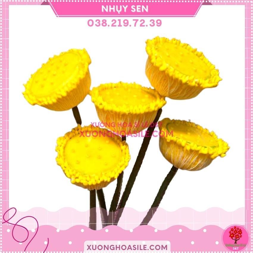[HCM]NHỤY SEN NHỊ SEN