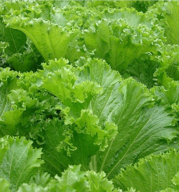 Hạt giống rau cải mù tạp - Gói 5gram