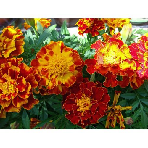 Hạt Giống Hoa Cúc Vạn Thọ Pháp Mix