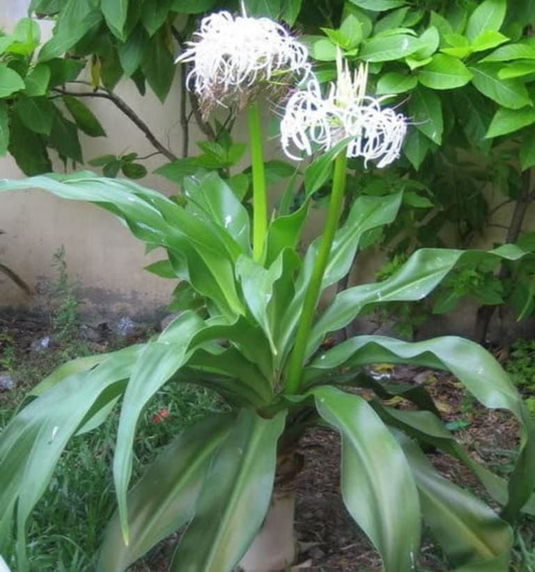 Củ giống cây đại tướng quân (cây NÁNG TRẮNG)