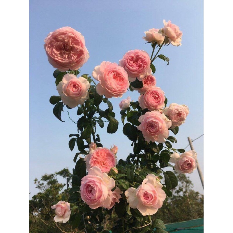 COMBO 5 GỐC HOA HỒNG LEO ĐỦ MÀU