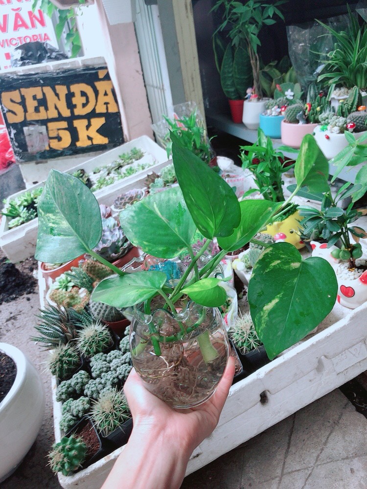 Trầu Bà Thủy Sinh