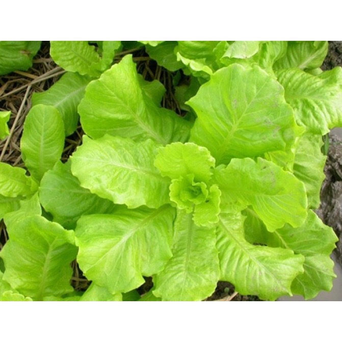 [HCM]Hạt giống RD Xà lách Rado 357 gói 10gr