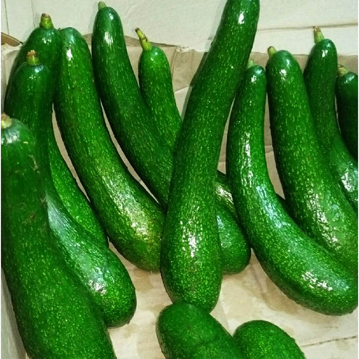 CÂY GIỐNG BƠ 034 SIÊU NGON SIÊU QUẢ