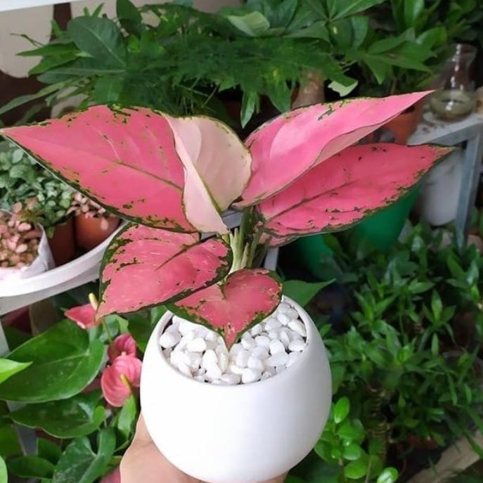Cây vạn lộc đỏ chậu sứ tròn