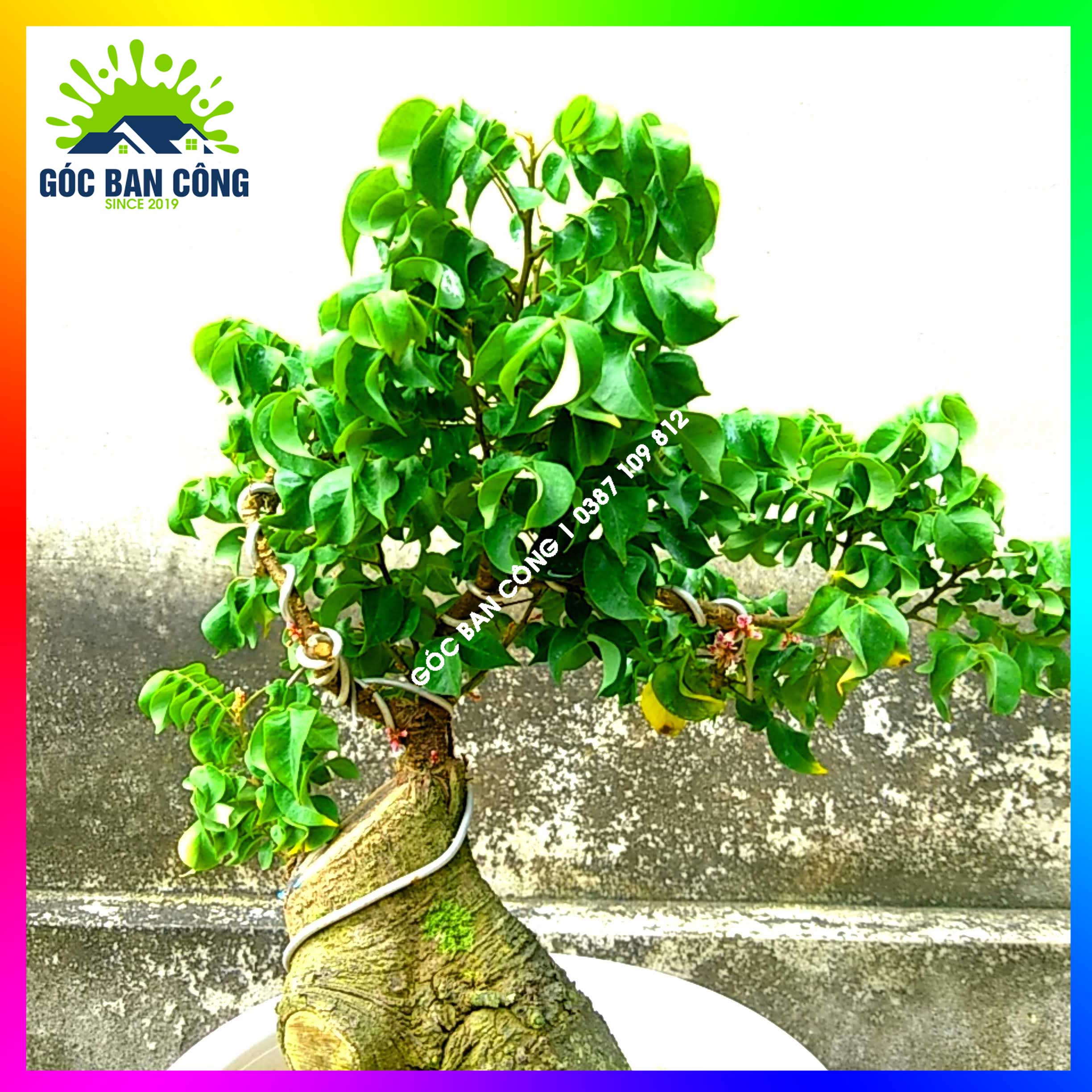 Cây Khế Bonsai Mini Gốc Quái - KBS09