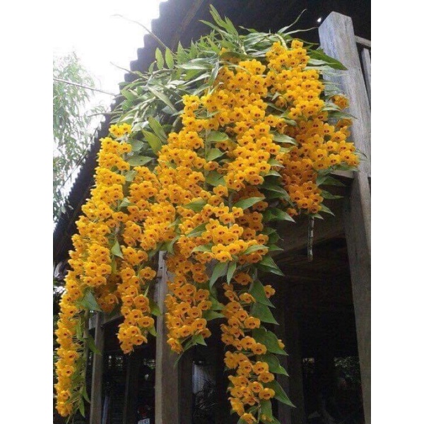 Hoa Lan phi điệp vàng Chơi Tết 1 bó 10 thân)