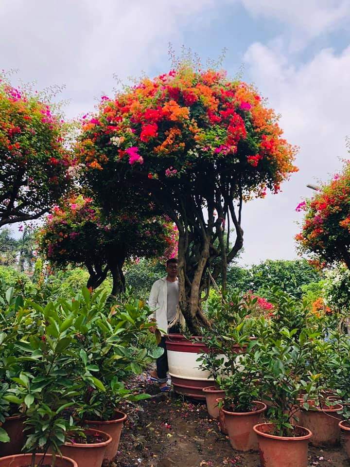Hoa Giấy Ngũ Sắc ..ra hoa quanh nă