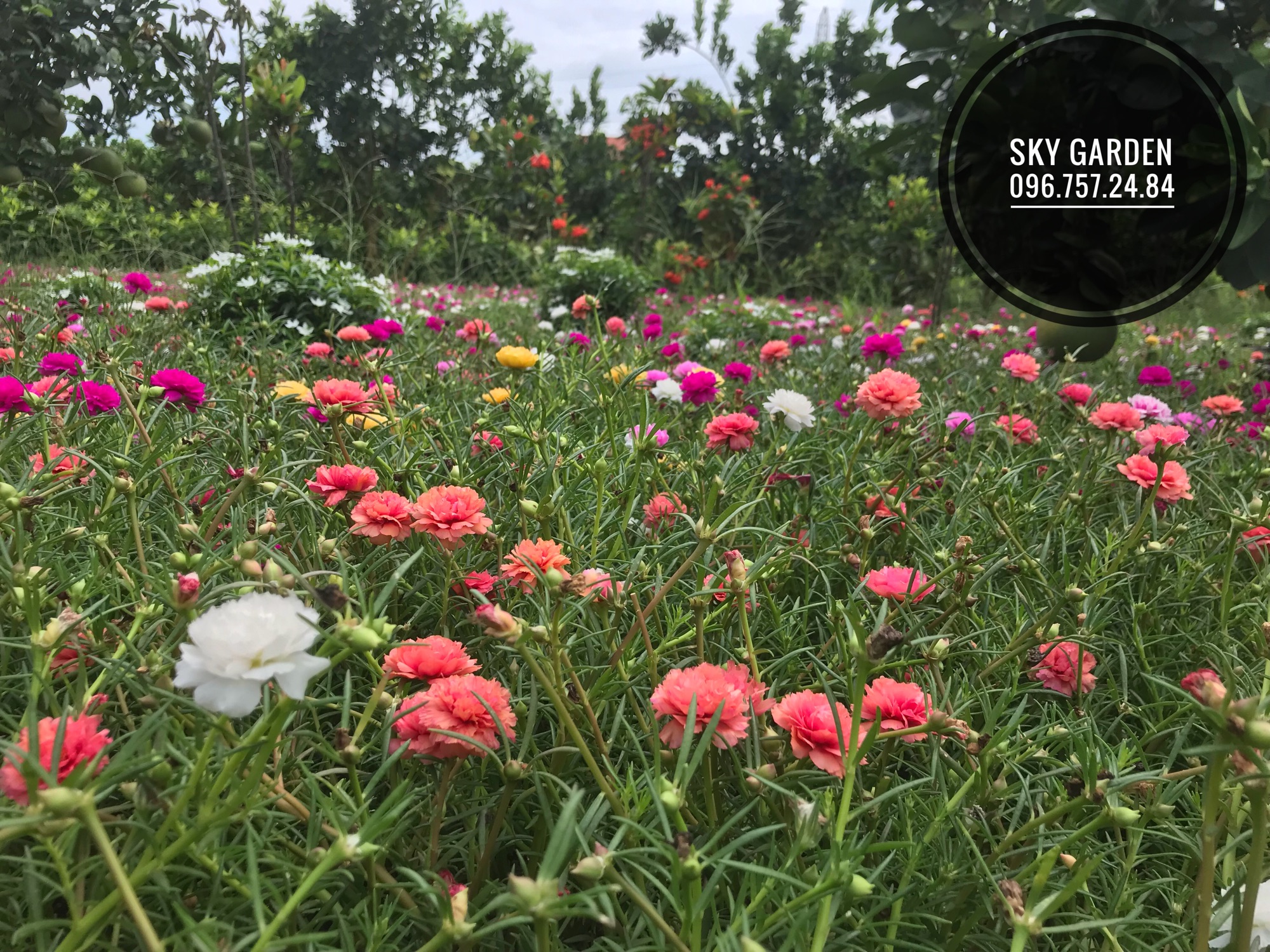 Cành hoa Mười giờ Thái kép
