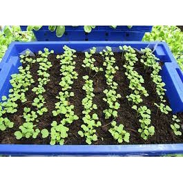 Hạt giống Cải bẹ xanh mỡ , đóng gói 20gr