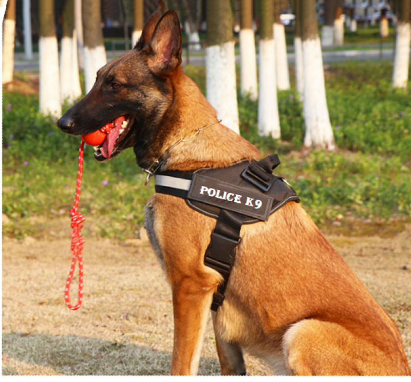 Đai yếm ngực cho Chó poli.ce K9 (không kèm dây dắt) - Love pets shop