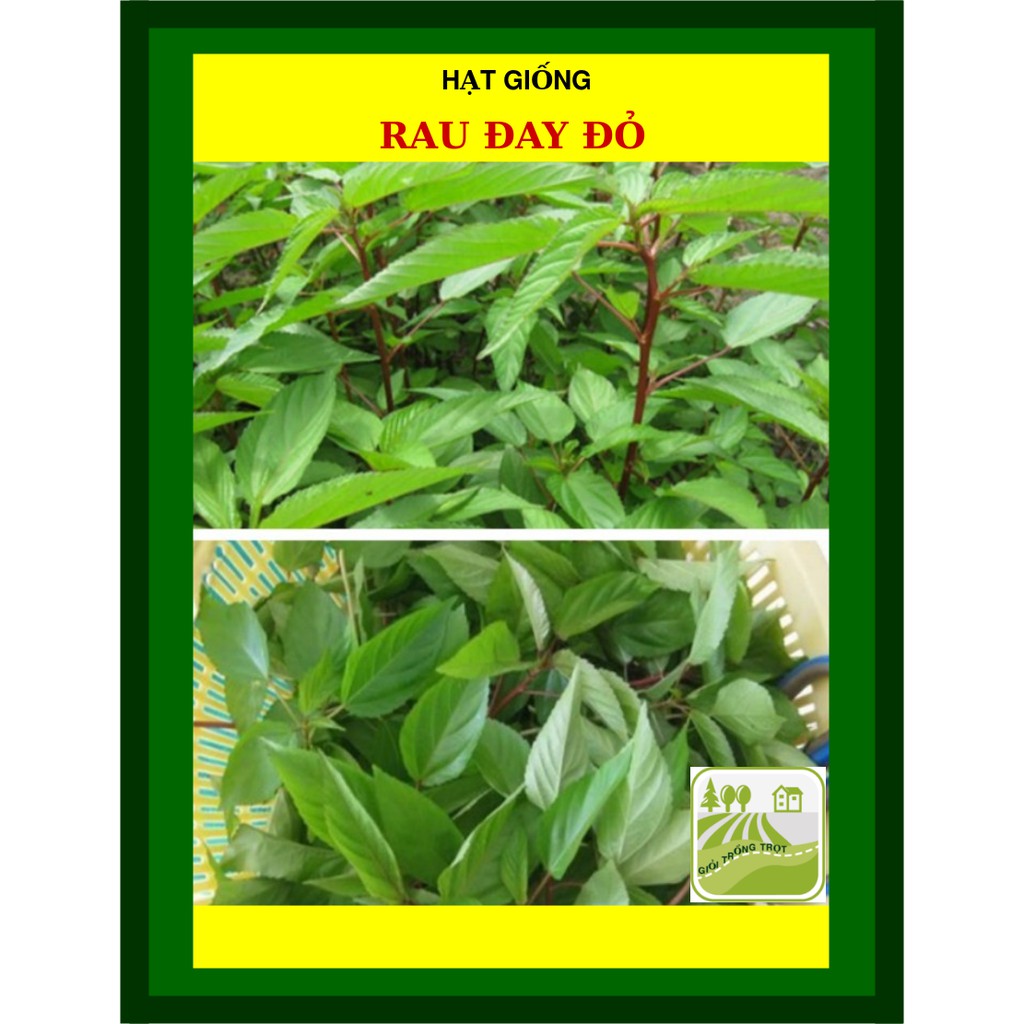 20G - Hạt Giống Rau Đay Xanh, Đỏ