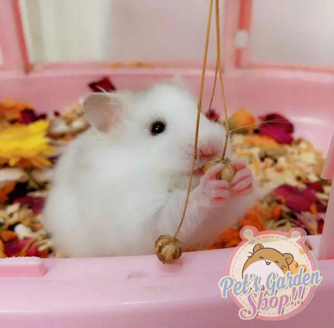 Cành lanh nguyên hạt - Thức ăn cho hamster