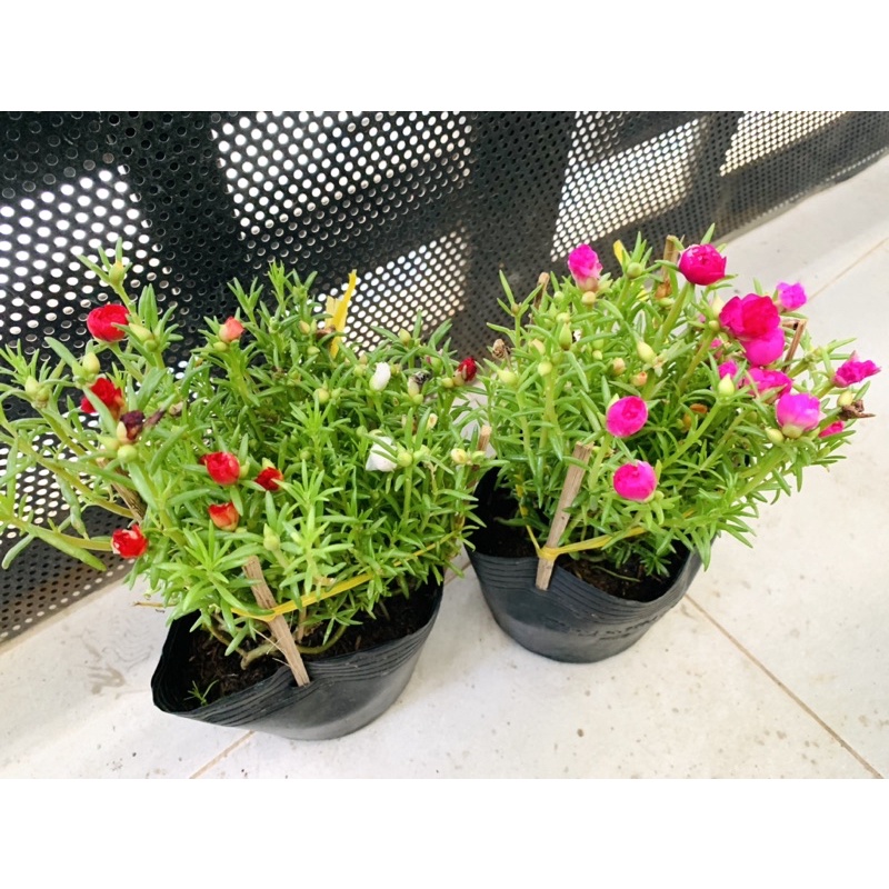 Chậu hoa mười giờ mixx màu - chậu c6
