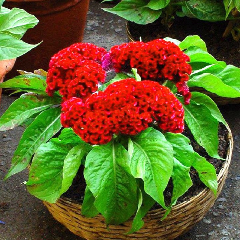 Hạt giống hoa mồng gà búa nhiều màu thân lùn - gói 0,3 gram