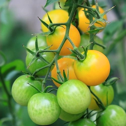 Hạt giống cà chua bi ngọt ORANGE CHARM 403 gói 5 hạt