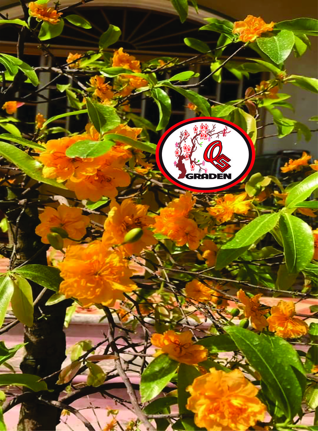 Hoa Mai Cúc Cam 36 cánh(cây ghép đã khỏe mạnh)