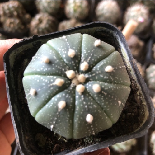 Cây giống xương rồng Aster size 3-4cm