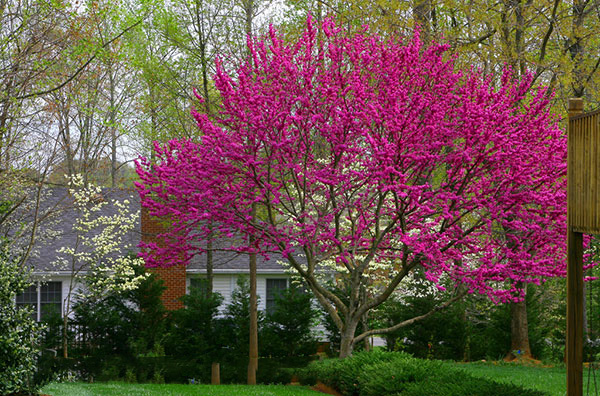 Cây hoa HẠNH PHÚC gửi đi nguyên bầu - Cây đẹp, hoa bền