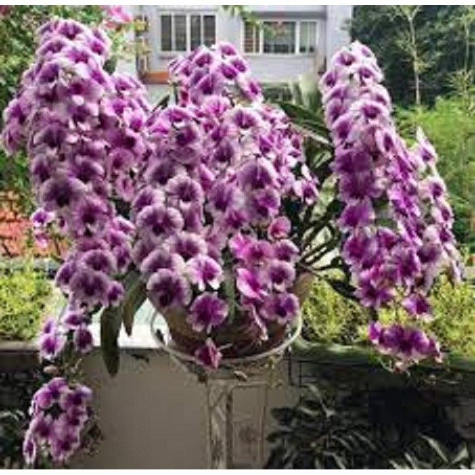 Hoa lan denro thái lan