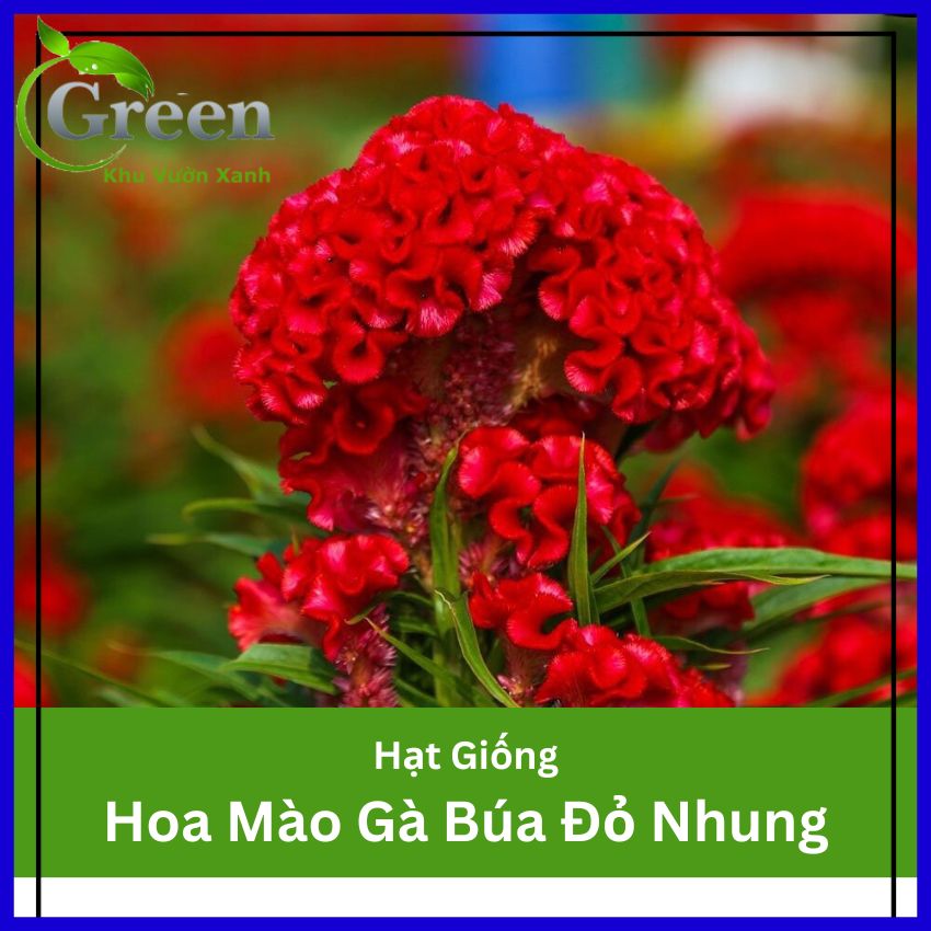 Hạt Giống Hoa Mào Gà Búa Đỏ Nhung Hà Lan (Gói 0.1 gam ~ 500 hạt) Trồng Chậu, Trồng Thảm