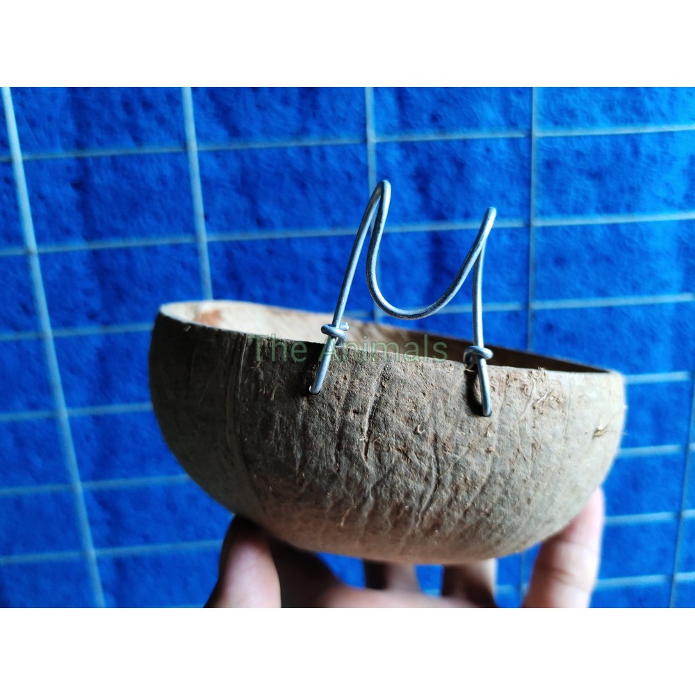 [HCM]Gáo dừa đựng thức ăn nước uống cho gà đá chim trĩ (gáo thường)