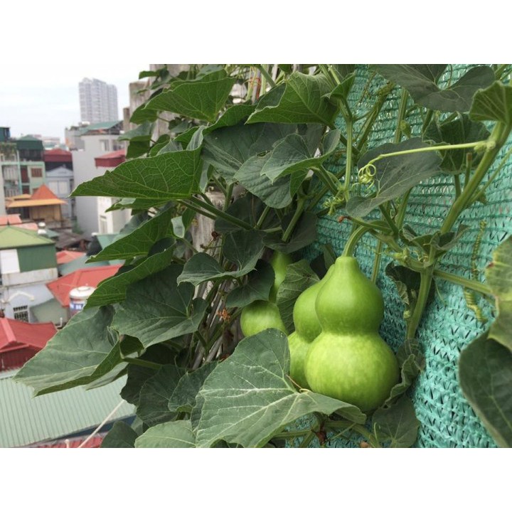 Hạt Giống Bầu Hồ Lô Cao Sản - 6 Hạt