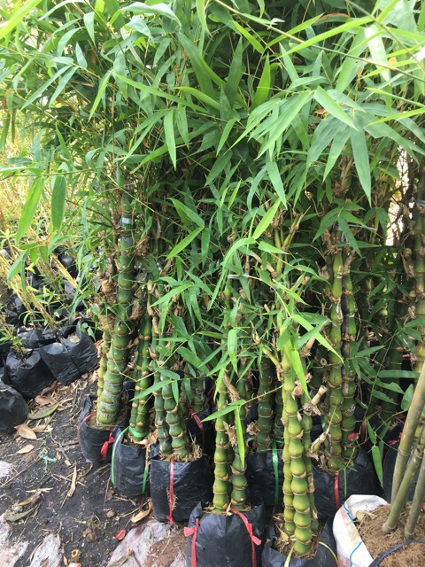 Cây trúc Phật bà