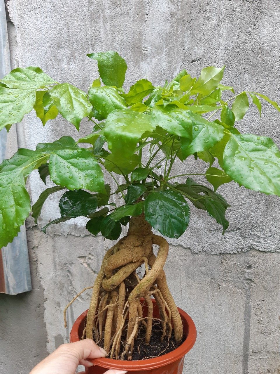 cây HẠNH PHÚC ý nghĩa tốt lại Đẹp