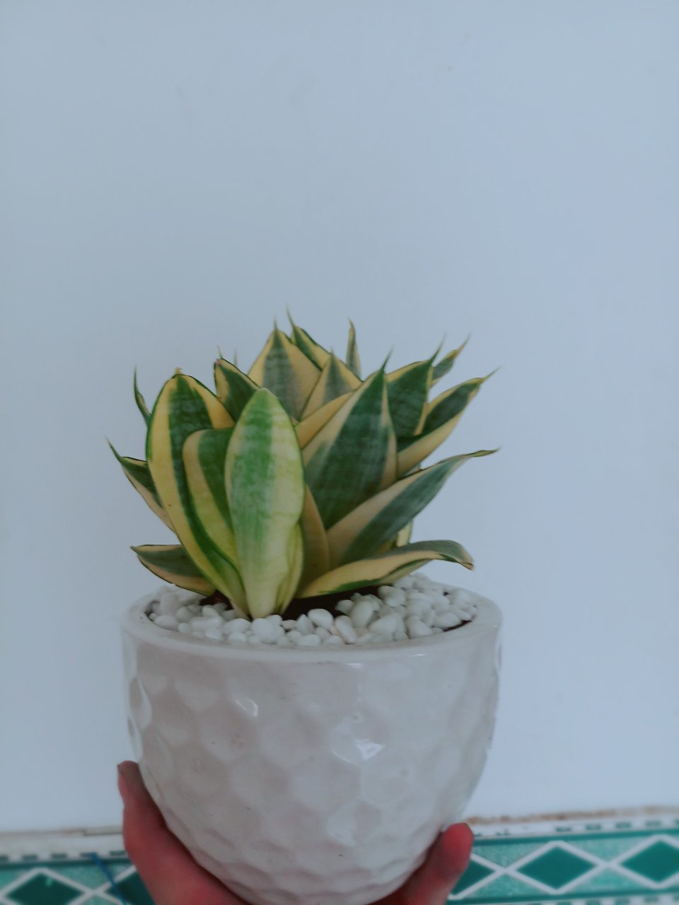 Cây lưỡi hổ thái vàng