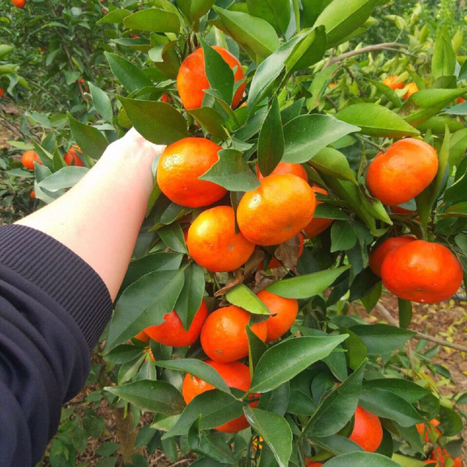 Cây giống cam đường canh