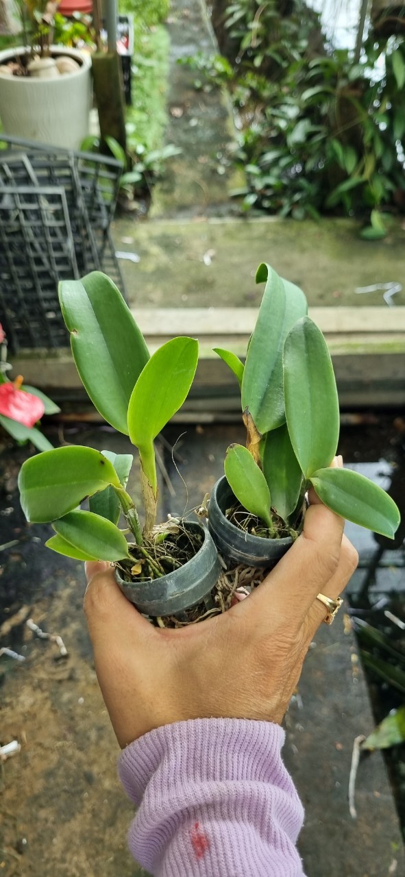 HOA LAN CATT RỒNG LỬA CÂY GIỐNG
