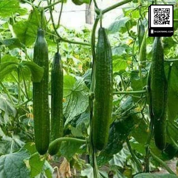 Hạt giống dưa chuột kiếm